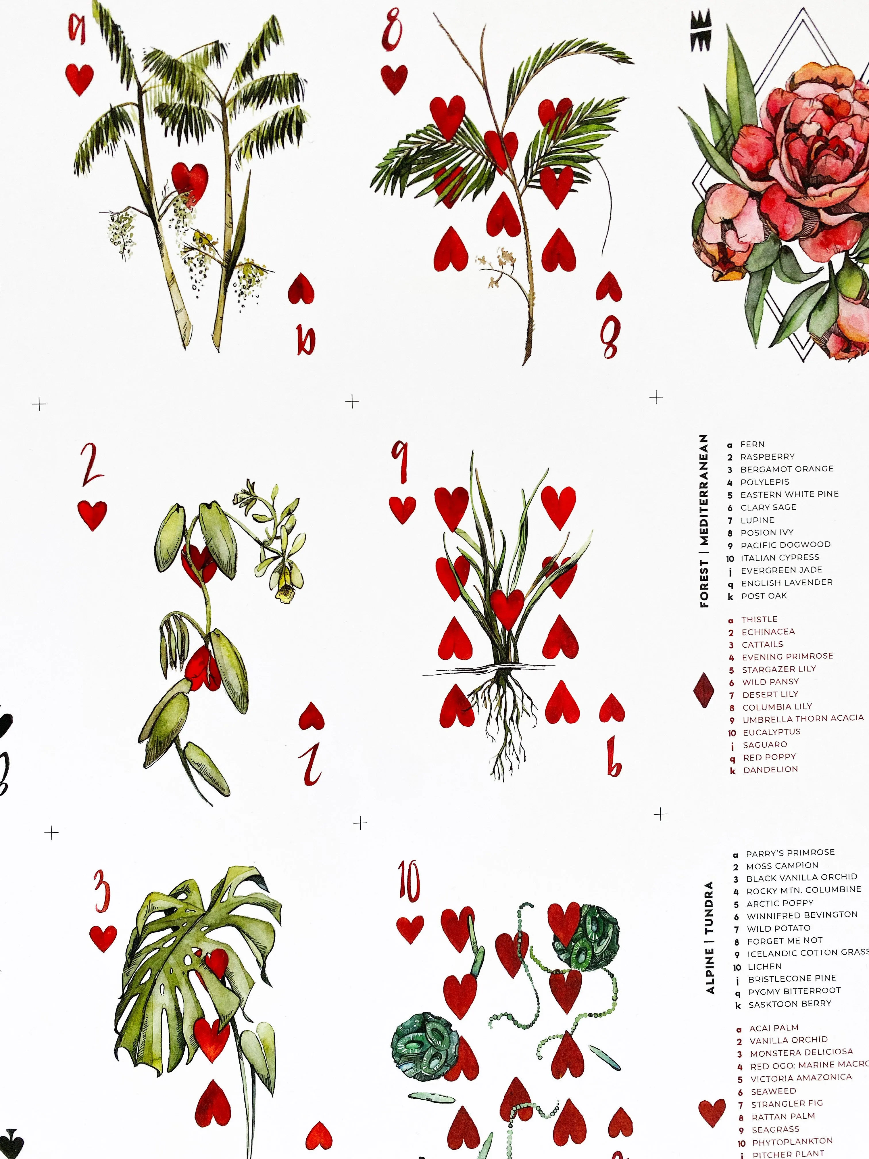 Vaxa Uncut Sheet
